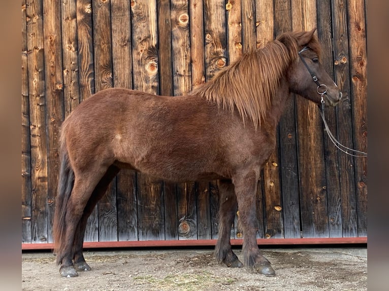 Pony Islandese Giumenta 5 Anni 140 cm Sauro scuro in St. Ulrich am Pillersee