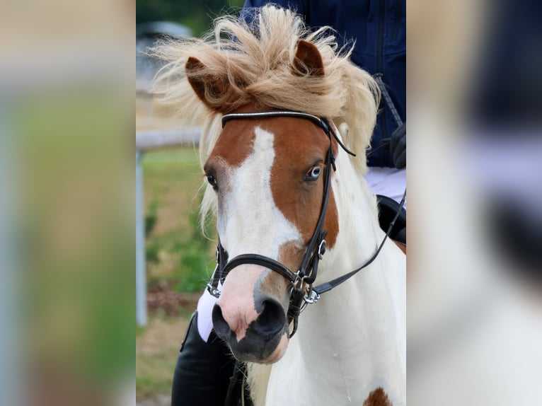 Pony Islandese Giumenta 5 Anni 141 cm Pezzato in Malsch