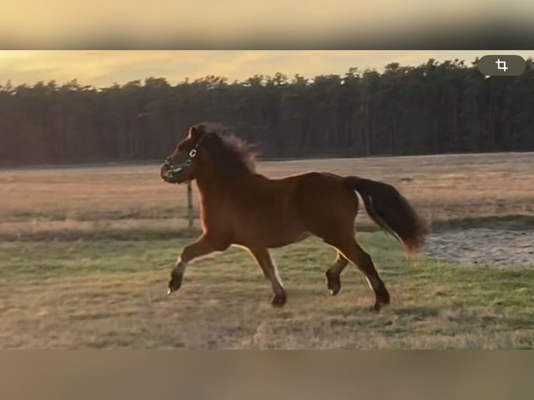 Pony Islandese Giumenta 5 Anni 142 cm Baio in Sch&#xF6;nwalde-Glien