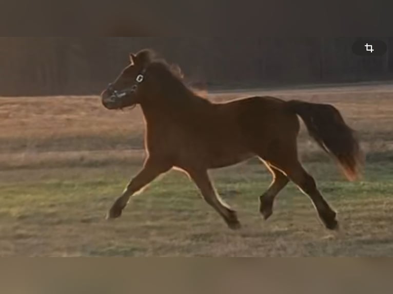 Pony Islandese Giumenta 5 Anni 142 cm Baio in Sch&#xF6;nwalde-Glien