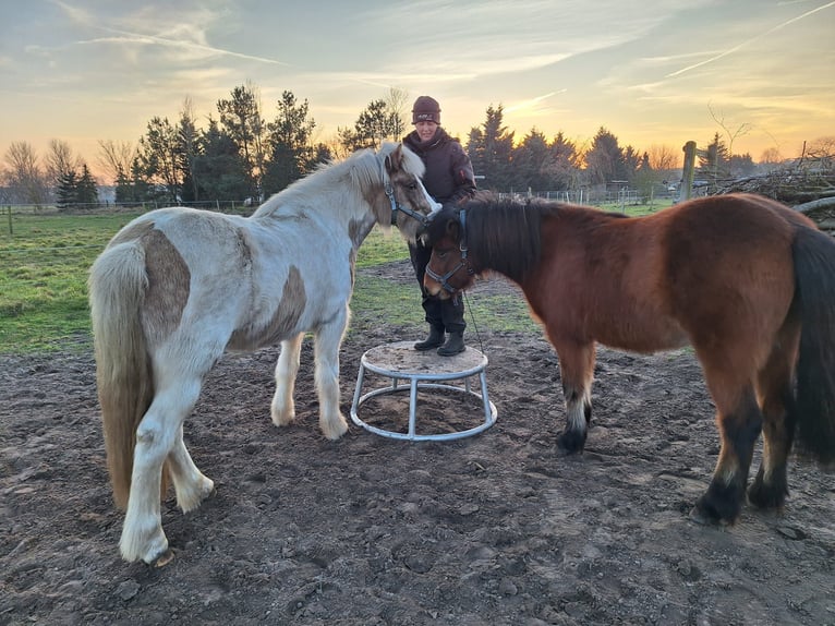 Pony Islandese Giumenta 5 Anni 142 cm Baio in Sch&#xF6;nwalde-Glien