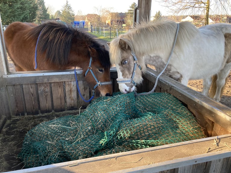 Pony Islandese Giumenta 5 Anni 142 cm Baio in Sch&#xF6;nwalde-Glien