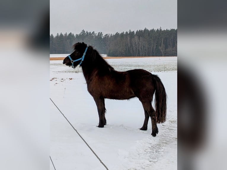 Pony Islandese Giumenta 5 Anni 142 cm Morello in Eschlkam