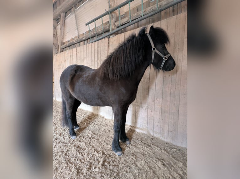 Pony Islandese Giumenta 5 Anni 142 cm Morello in Eschlkam