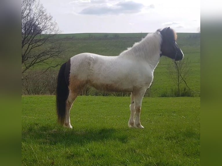 Pony Islandese Giumenta 5 Anni 142 cm Pezzato in Bergneustadt