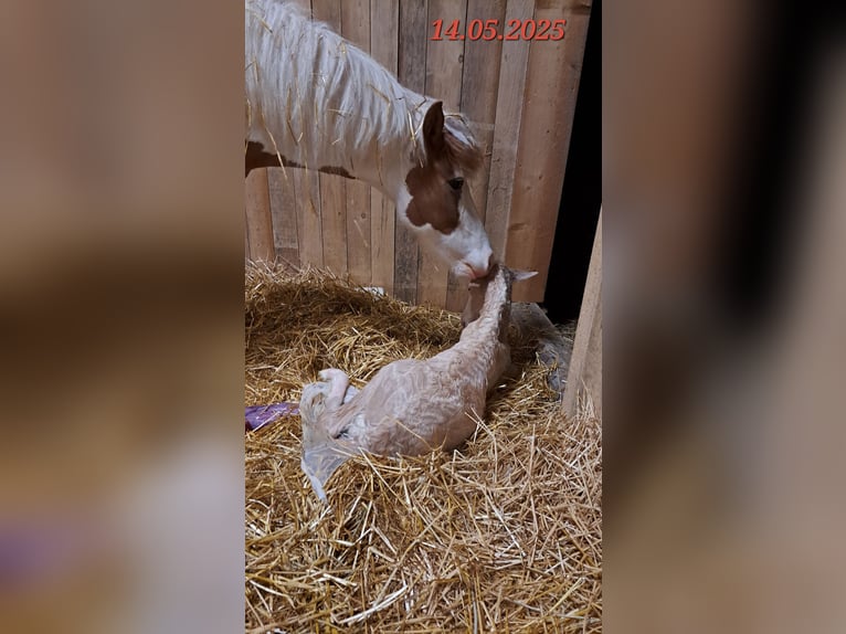 Pony Islandese Giumenta 5 Anni 142 cm Pezzato in Oberzent