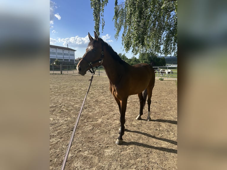 Pony Islandese Giumenta 5 Anni 142 cm Pezzato in Jandelsbrunn