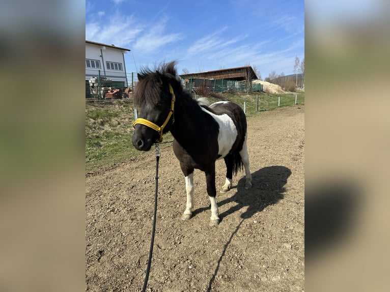 Pony Islandese Giumenta 5 Anni 142 cm Pezzato in Jandelsbrunn