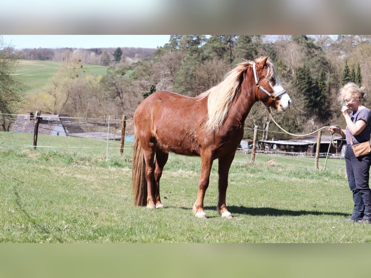 Pony Islandese Giumenta 5 Anni 142 cm Sauro in Wetzlar