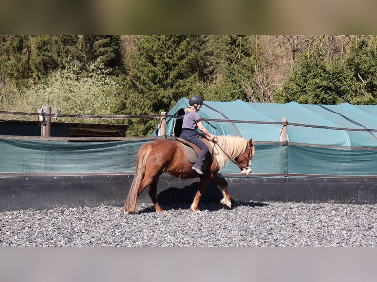 Pony Islandese Giumenta 5 Anni 142 cm Sauro in Wetzlar