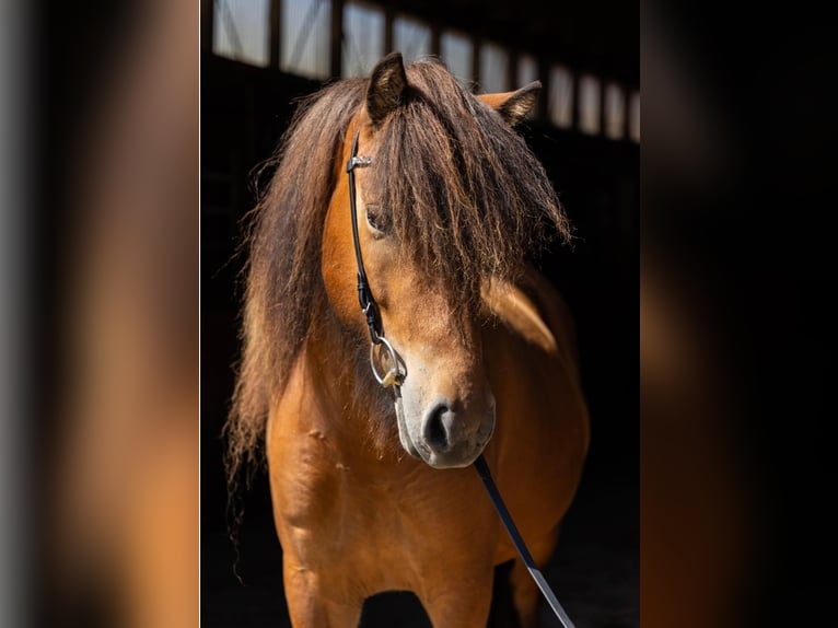 Pony Islandese Giumenta 5 Anni 143 cm Baio in Horst