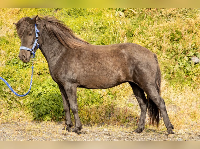 Pony Islandese Giumenta 5 Anni 143 cm Morello in Hvolsvöllur