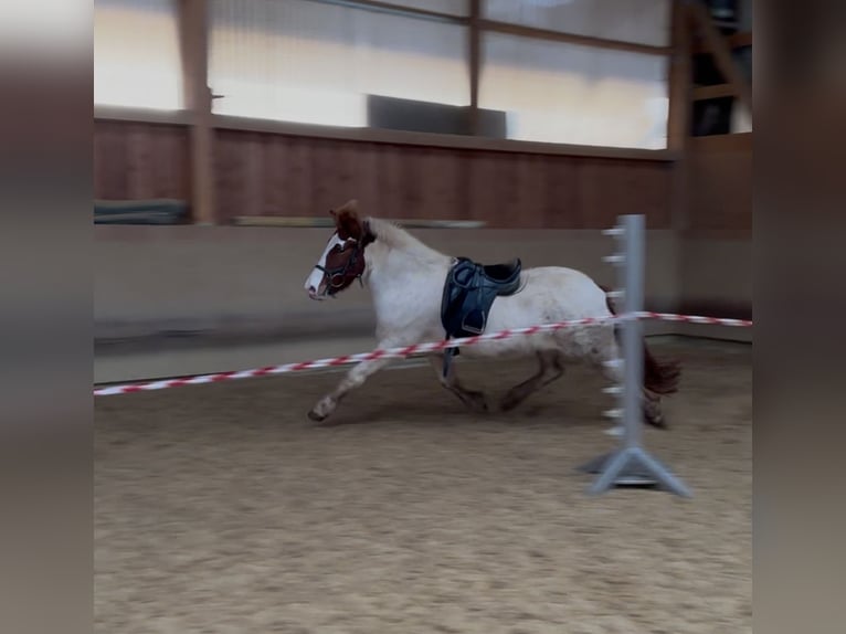 Pony Islandese Giumenta 5 Anni 143 cm Pezzato in Fronreute