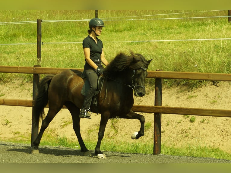 Pony Islandese Giumenta 5 Anni 144 cm Baio nero in Kalenborn