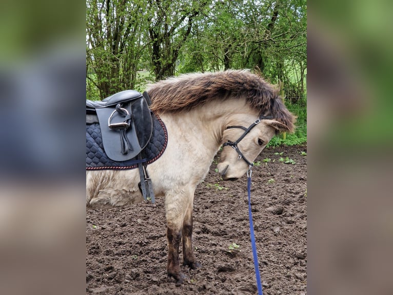 Pony Islandese Giumenta 5 Anni 144 cm in Blunk
