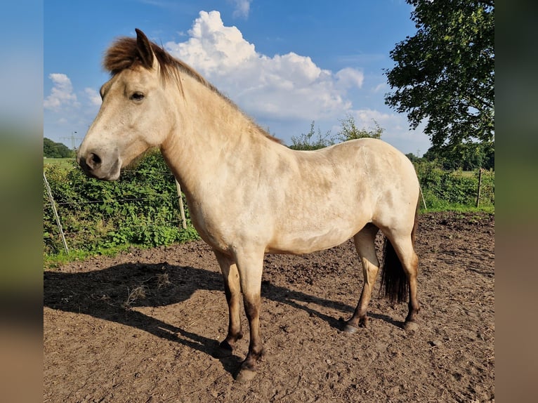 Pony Islandese Giumenta 5 Anni 144 cm in Blunk