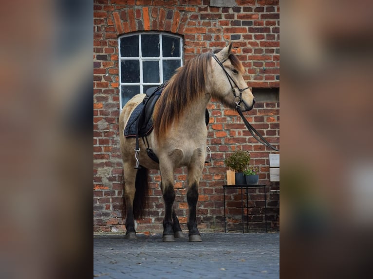 Pony Islandese Giumenta 5 Anni 144 cm in Blunk