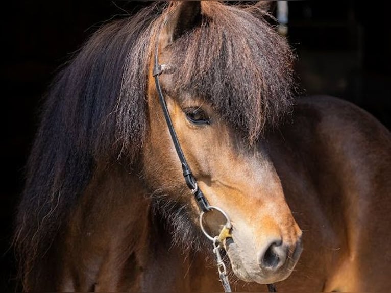 Pony Islandese Giumenta 5 Anni 145 cm Baio in Lehmrade