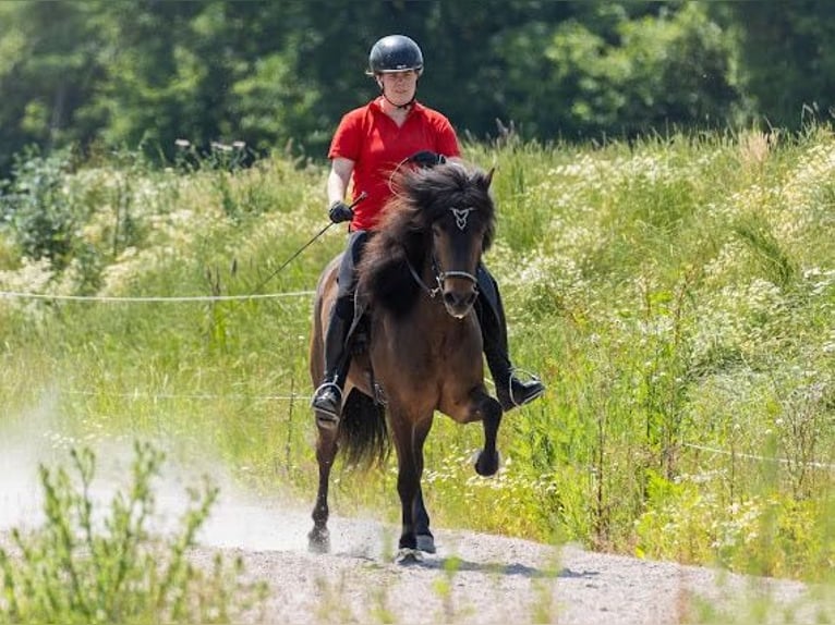 Pony Islandese Giumenta 5 Anni 145 cm Baio in Lehmrade