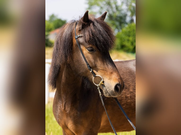Pony Islandese Giumenta 5 Anni 145 cm Baio in Lehmrade
