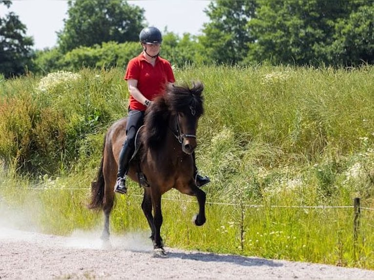 Pony Islandese Giumenta 5 Anni 145 cm Baio in Lehmrade