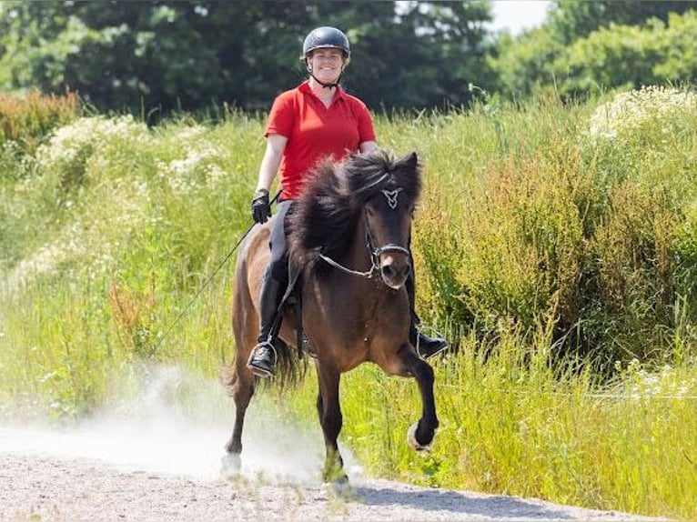 Pony Islandese Giumenta 5 Anni 145 cm Baio in Lehmrade