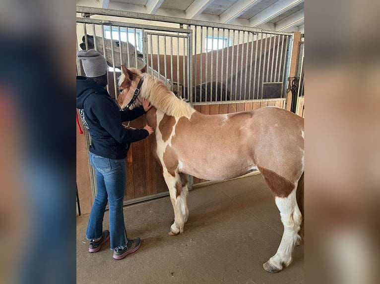 Pony Islandese Giumenta 5 Anni 145 cm Baio in Oechsen