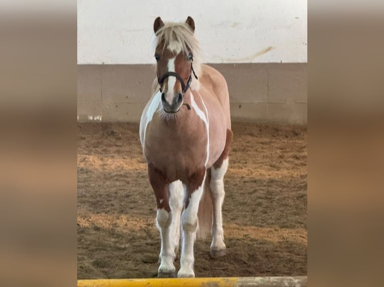 Pony Islandese Giumenta 5 Anni 145 cm Baio in Oechsen