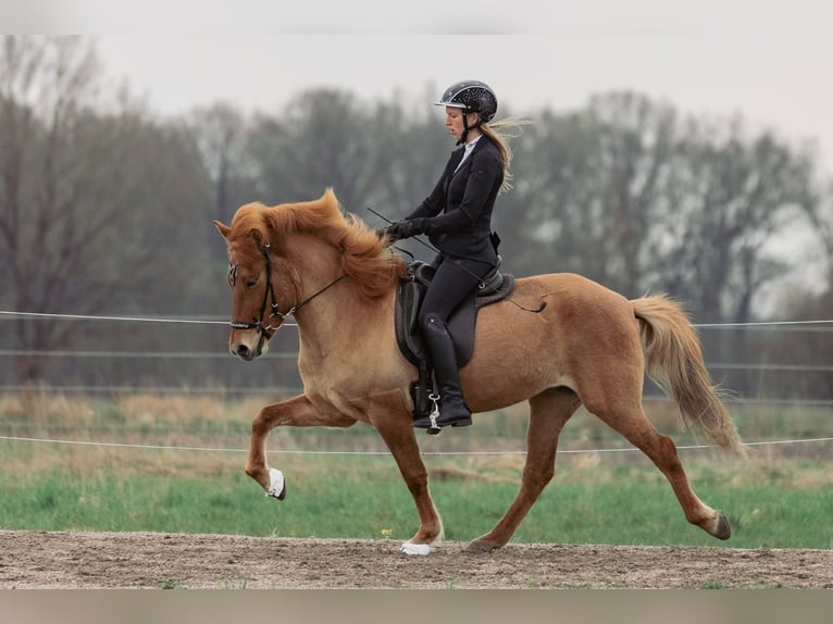 Pony Islandese Giumenta 5 Anni 145 cm Falbo in Lehmrade