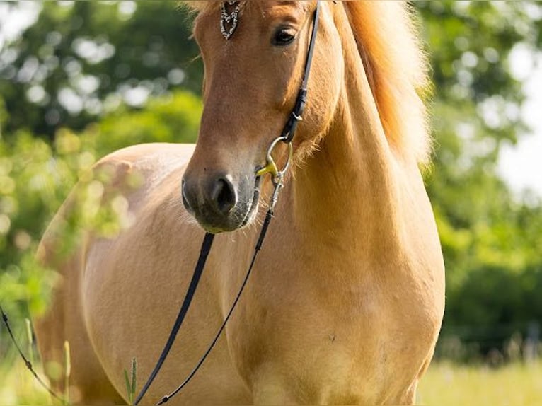 Pony Islandese Giumenta 5 Anni 145 cm Falbo in Lehmrade