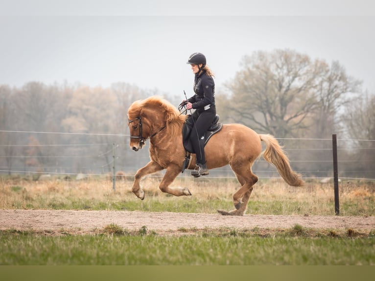 Pony Islandese Giumenta 5 Anni 145 cm Falbo in Lehmrade