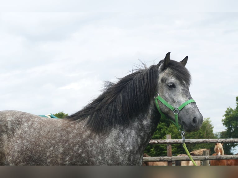 Pony Islandese Giumenta 5 Anni 145 cm Grigio ferro in Euskirchen