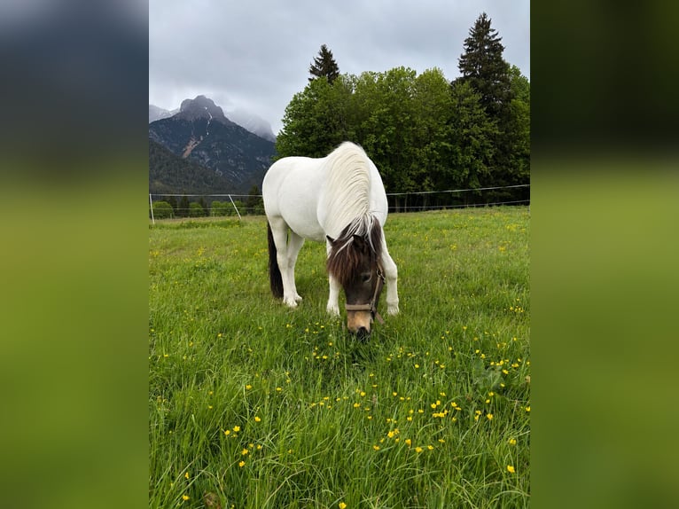 Pony Islandese Giumenta 5 Anni 145 cm Pezzato in Leogang