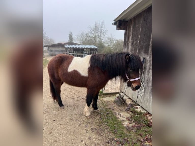 Pony Islandese Giumenta 5 Anni 145 cm Pezzato in Ulm