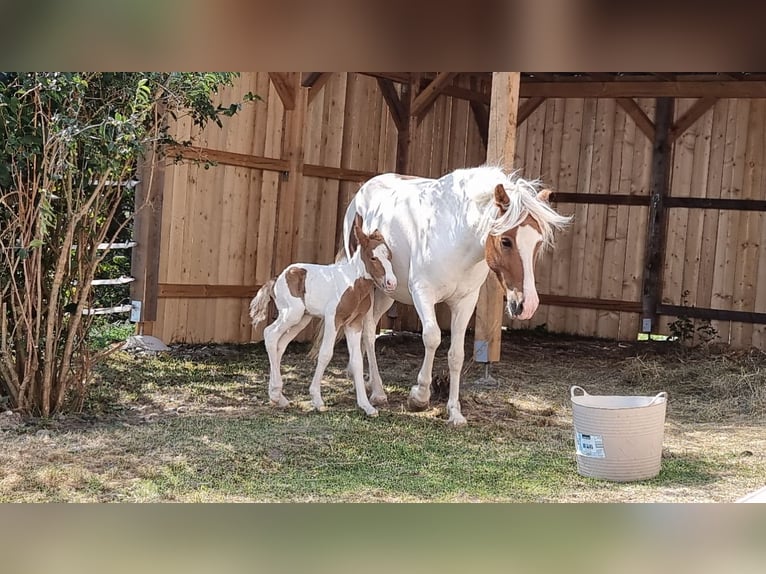 Pony Islandese Giumenta 5 Anni 150 cm Tobiano-tutti i colori in Eisgarn