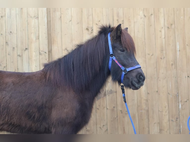 Pony Islandese Giumenta 5 Anni Morello in Straßwalchen