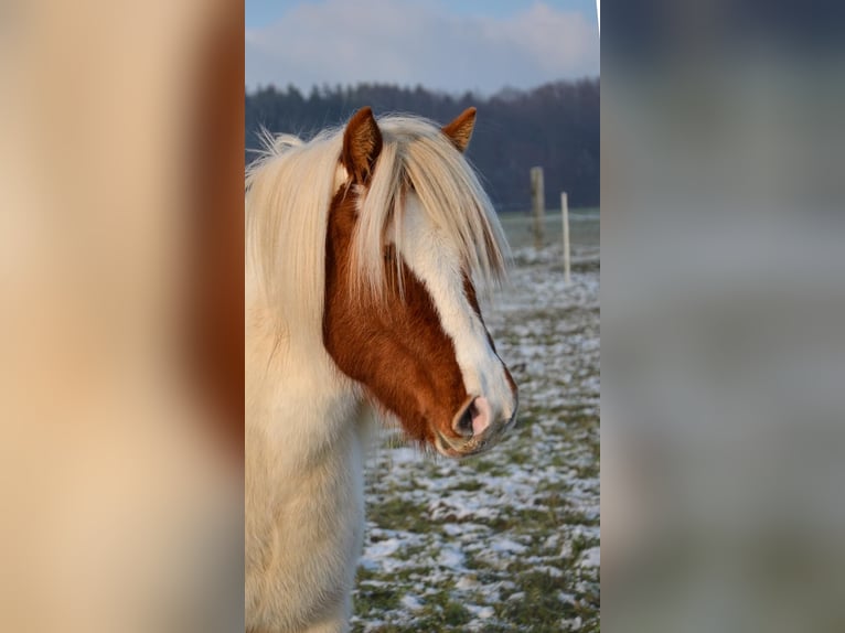 Pony Islandese Giumenta 5 Anni Pezzato in Straßwalchen