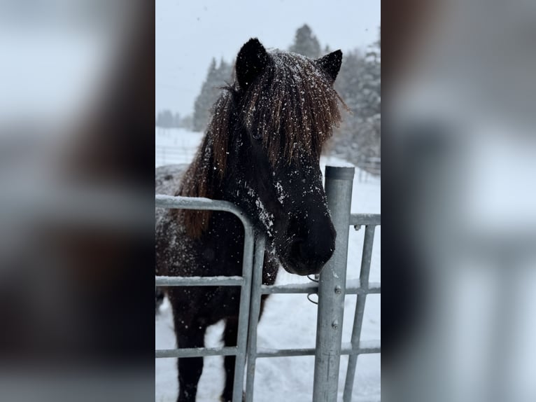 Pony Islandese Giumenta 5 Anni Roano blu in Gestratz
