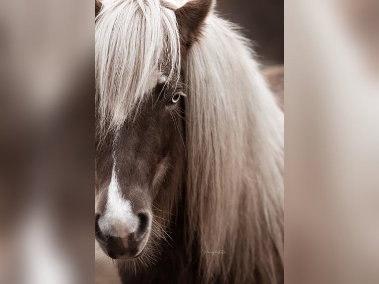 Pony Islandese Giumenta 6 Anni 130 cm in Ribbesbüttel