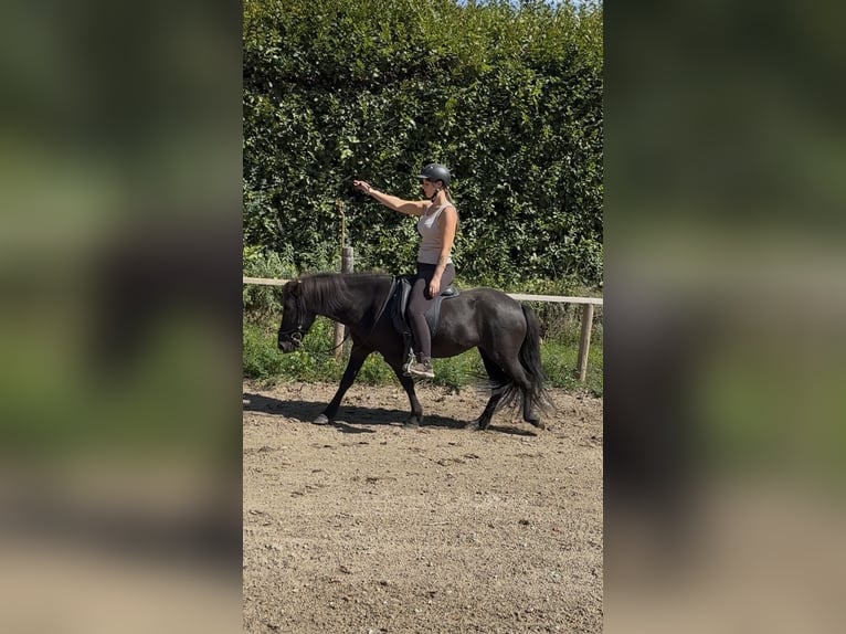 Pony Islandese Giumenta 6 Anni 130 cm Morello in Rastatt