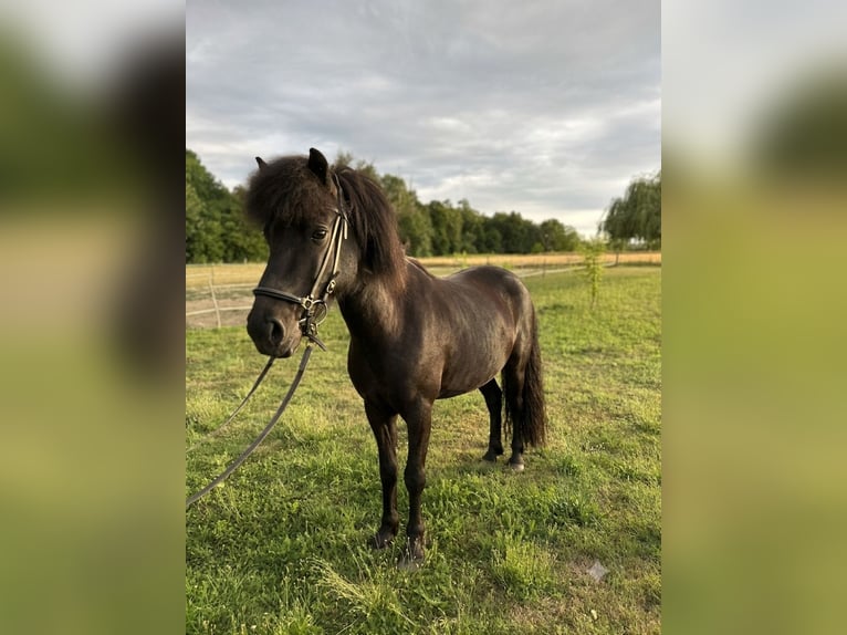 Pony Islandese Giumenta 6 Anni 130 cm Morello in Rastatt