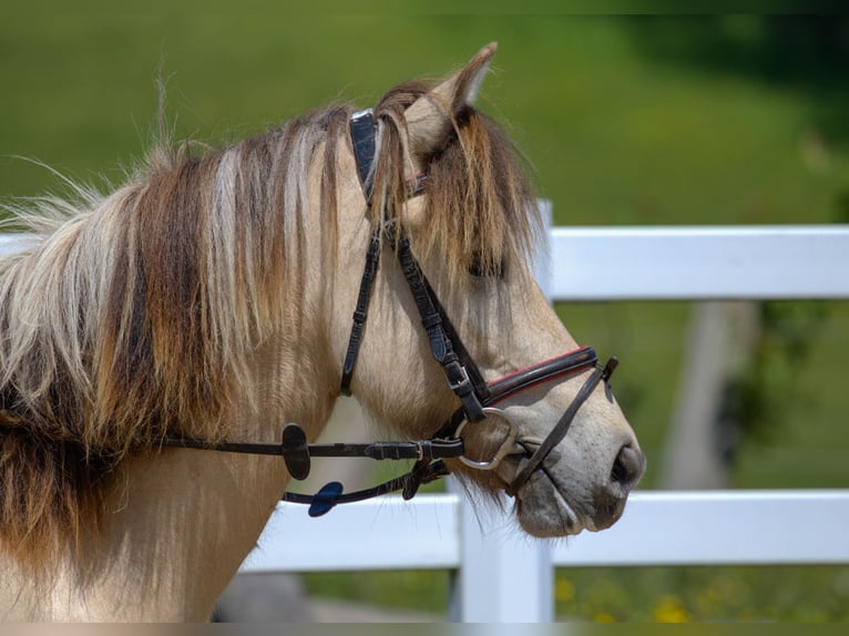 Pony Islandese Giumenta 6 Anni 130 cm Pelle di daino in Großalmerode