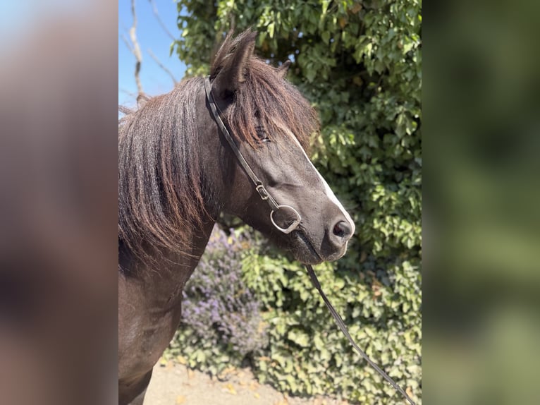 Pony Islandese Giumenta 6 Anni 132 cm  in Bad Honnef