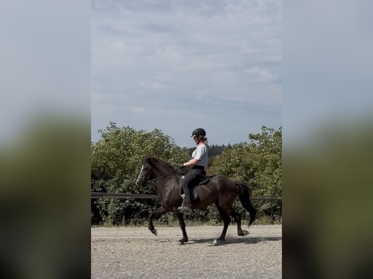 Pony Islandese Giumenta 6 Anni 132 cm  in Bad Honnef