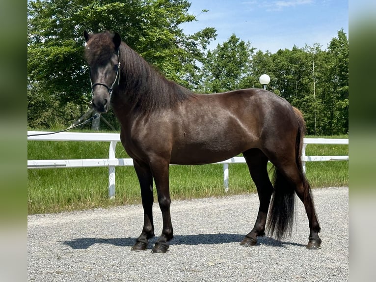 Pony Islandese Giumenta 6 Anni 134 cm Morello in Schechen