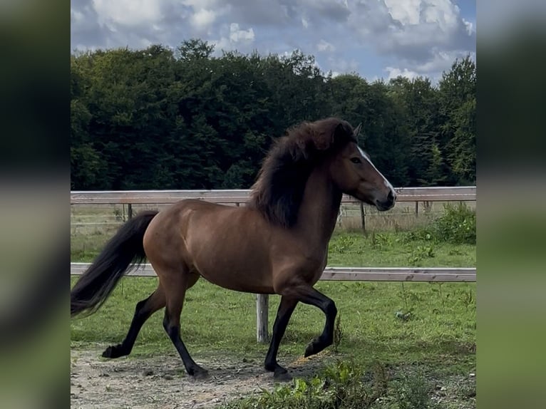 Pony Islandese Giumenta 6 Anni 135 cm Baio in Neuenkirchen