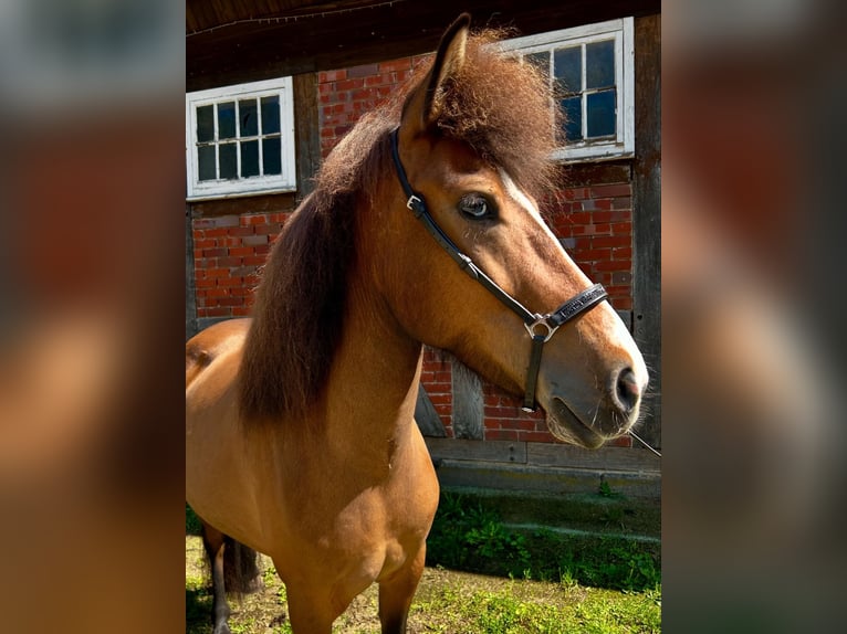 Pony Islandese Giumenta 6 Anni 135 cm Baio in Neuenkirchen