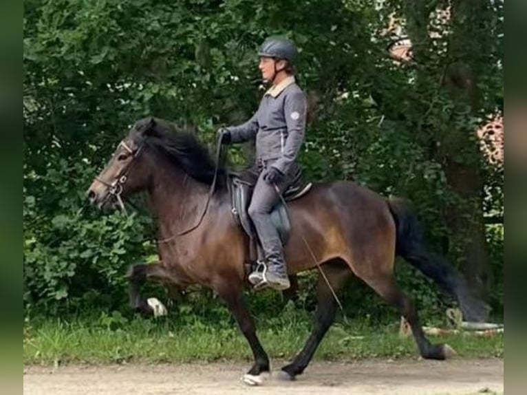 Pony Islandese Giumenta 6 Anni 137 cm Baio scuro in Wiemersdorf