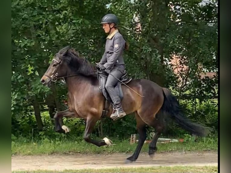 Pony Islandese Giumenta 6 Anni 137 cm Baio scuro in Wiemersdorf