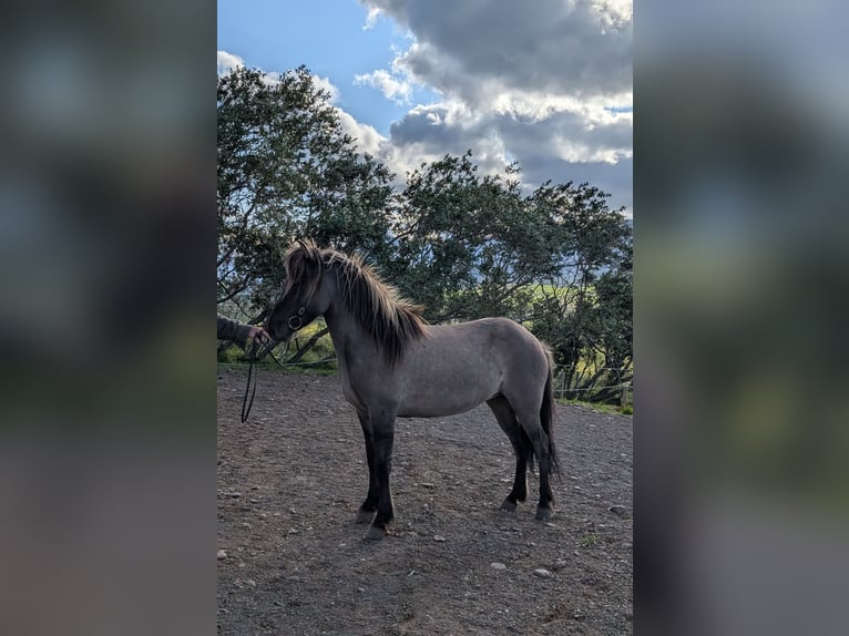 Pony Islandese Giumenta 6 Anni 137 cm Falbo in Akureyri